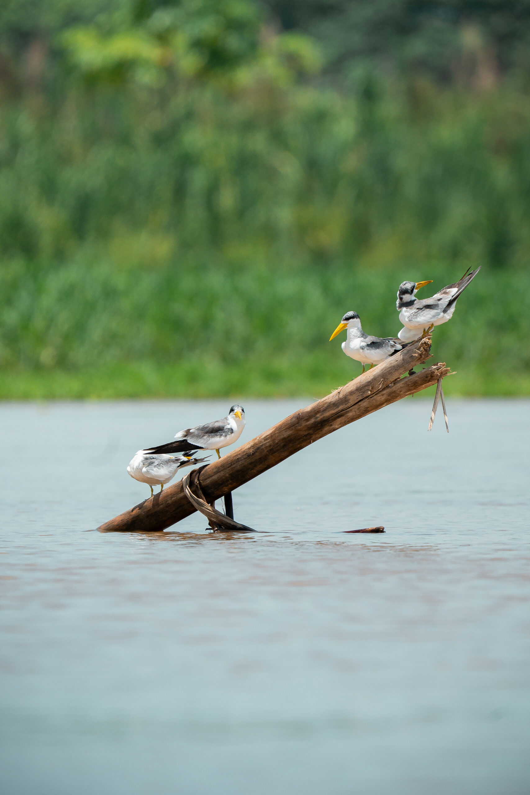 Pacaya Samiria – Corazón de la Amazonía – _DSC5535