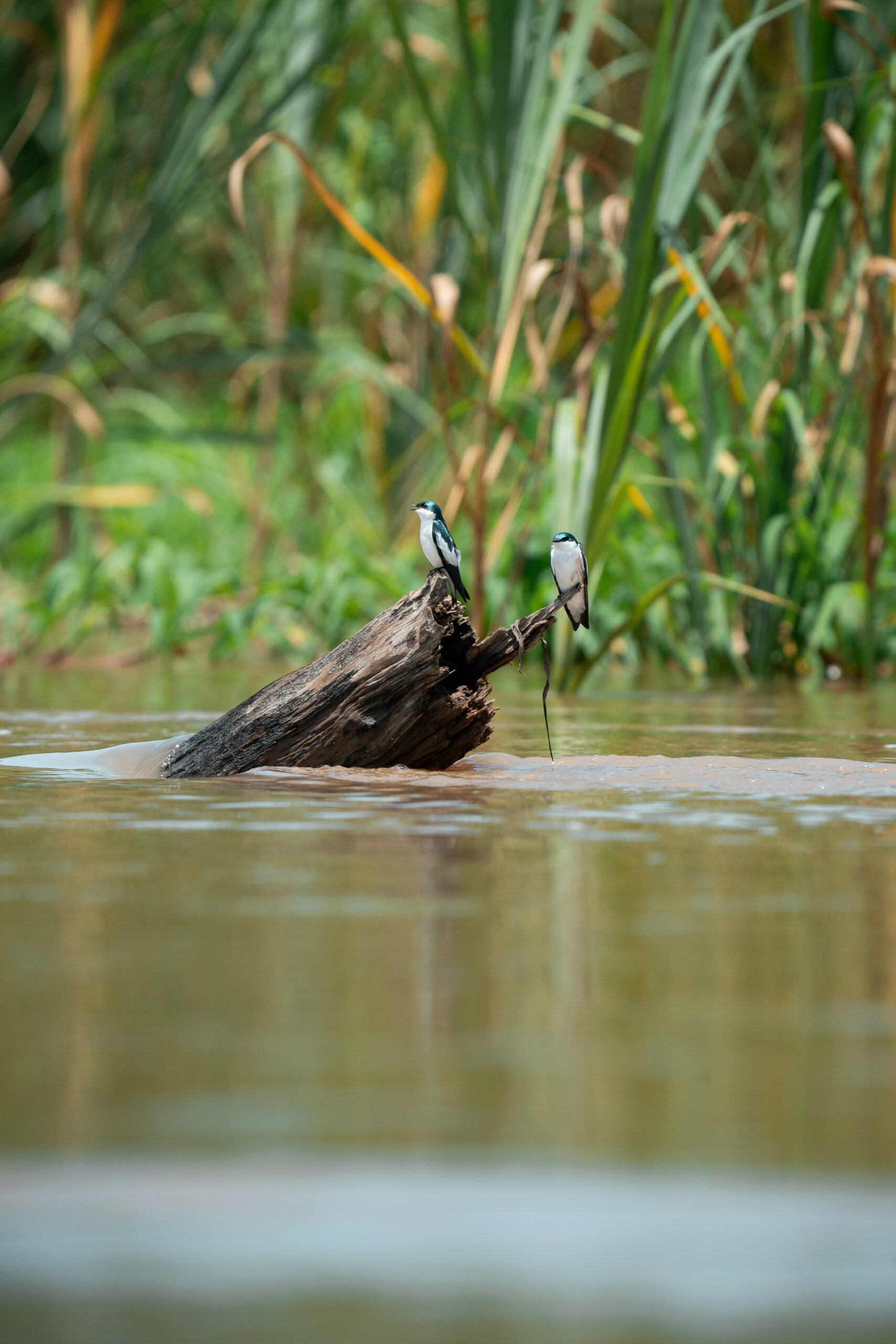 Pacaya Samiria – Corazón de la Amazonía – _DSC5541