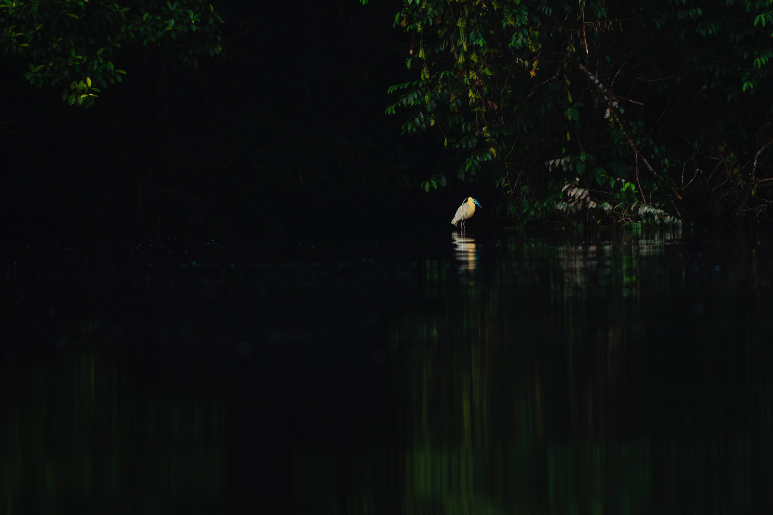Pacaya Samiria – Encuentro con la Naturaleza – _DSC5757
