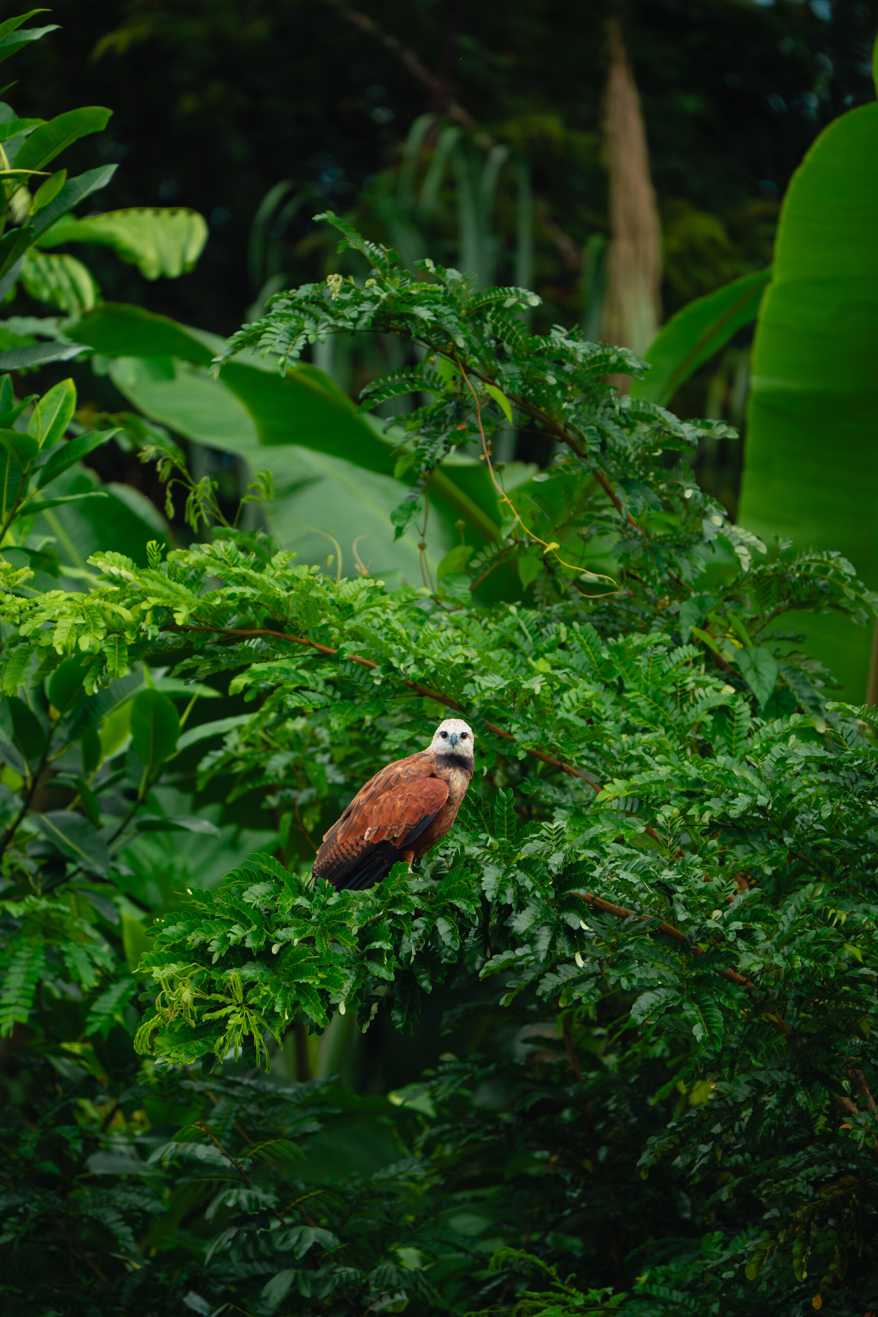 Pacaya Samiria – Encuentro con la Naturaleza – _DSC5823