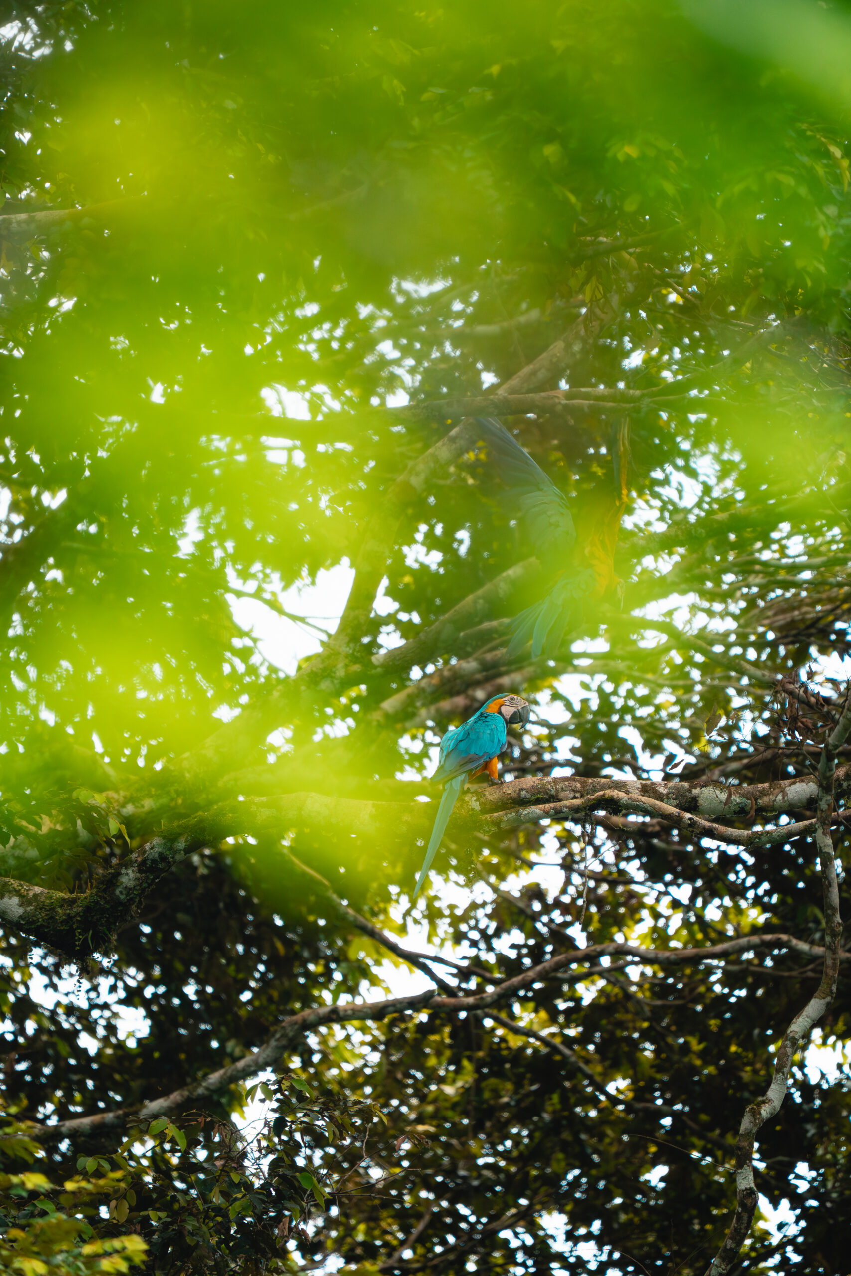 Pacaya Samiria – Corazón de la Amazonía – _DSC6104