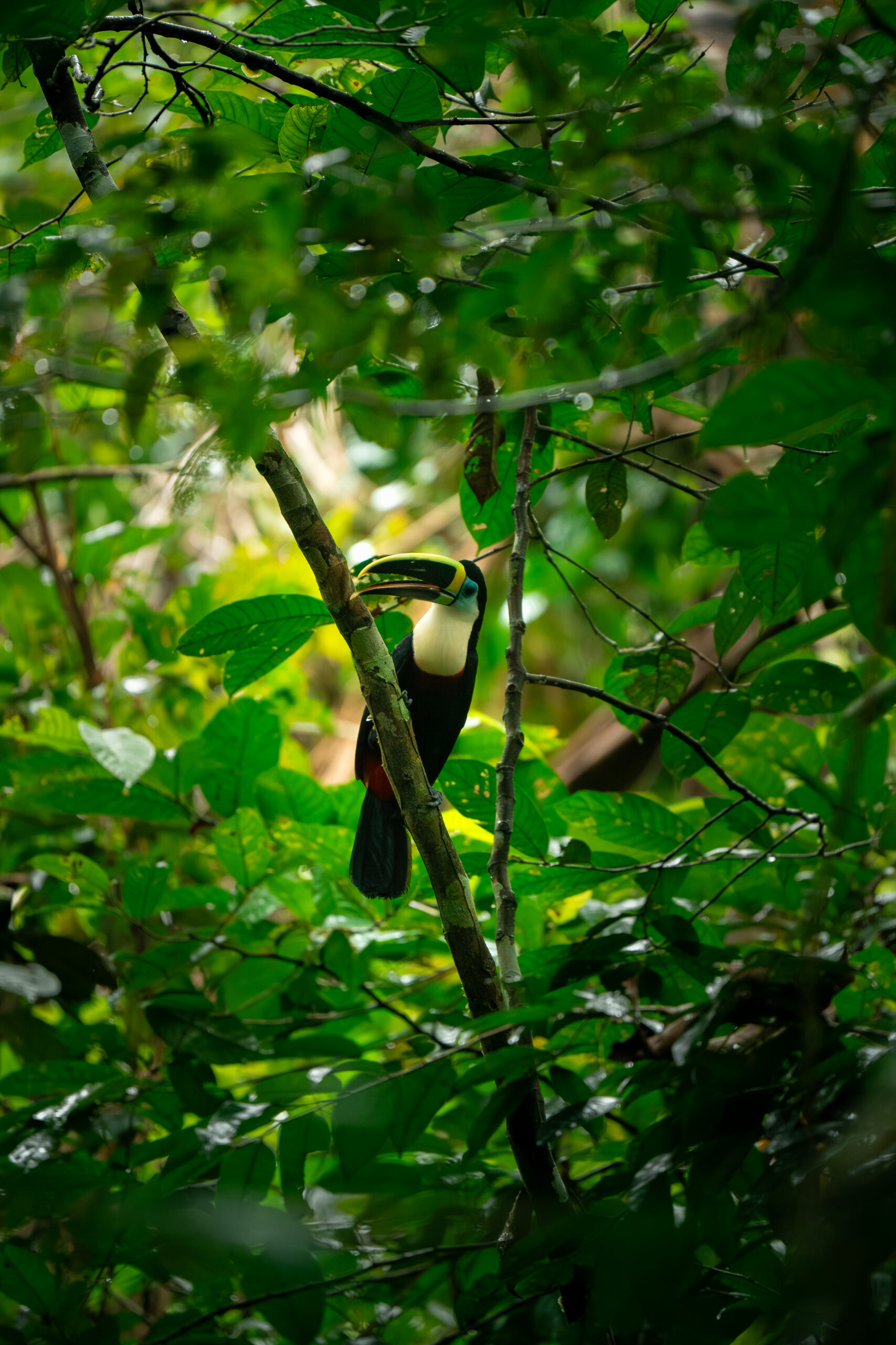 Pacaya Samiria – Corazón de la Amazonía – _DSC6191