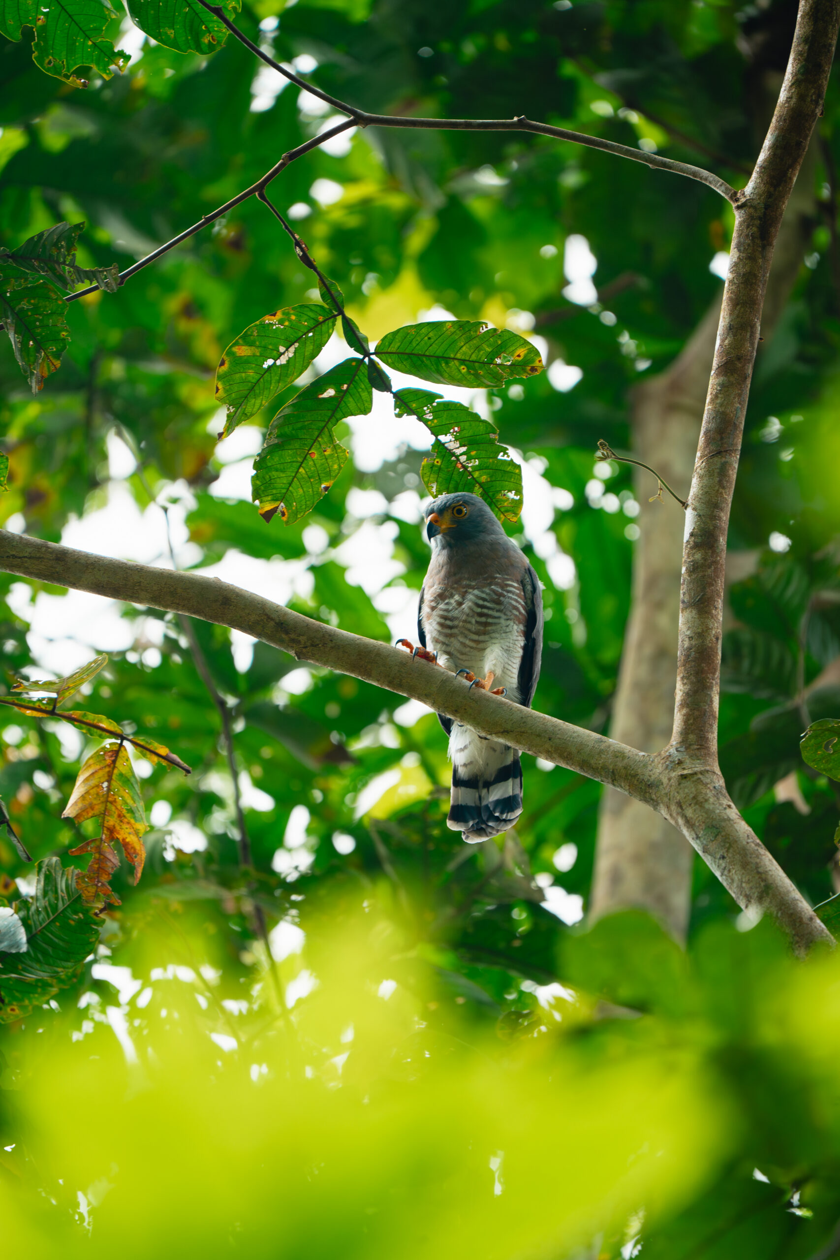 Pacaya Samiria – Encuentro con la Naturaleza – _DSC6522