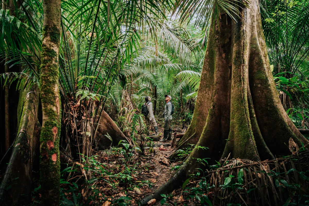 Viajeros explorando la selva entre grandes árboles durante una expedición en Pacaya Samiria