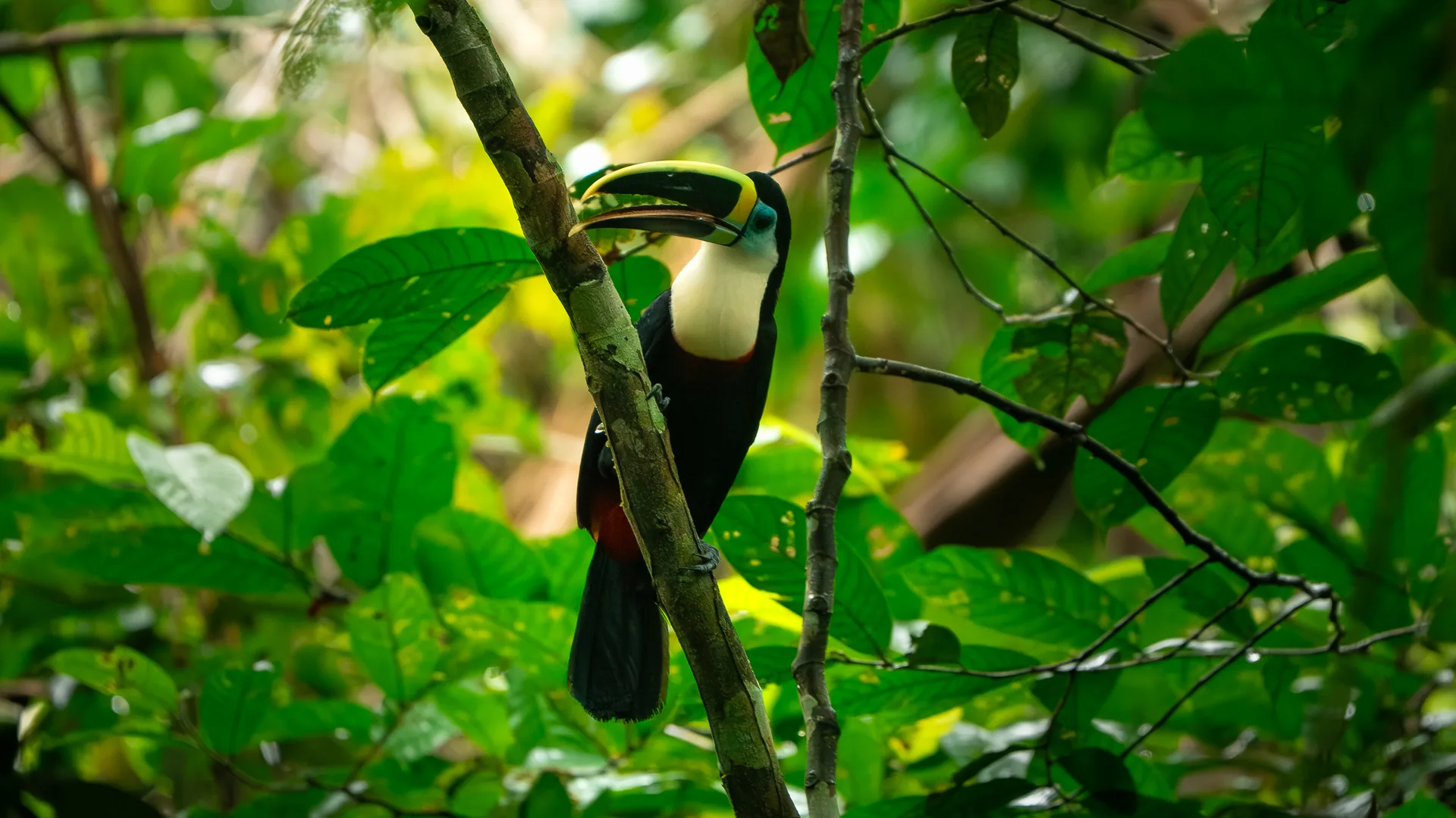 Tucán posado en una rama entre la vegetación de la selva amazónica